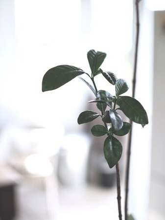菊花中药材JH-005